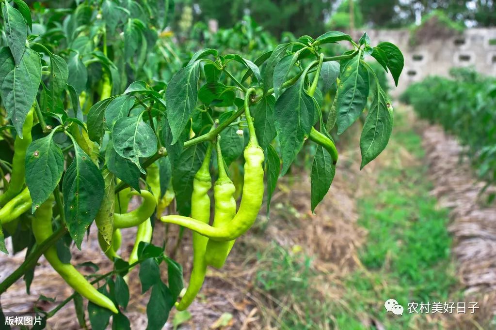 露地高产优质辣椒种植技术措施，掌握辣椒的生长习性是关键