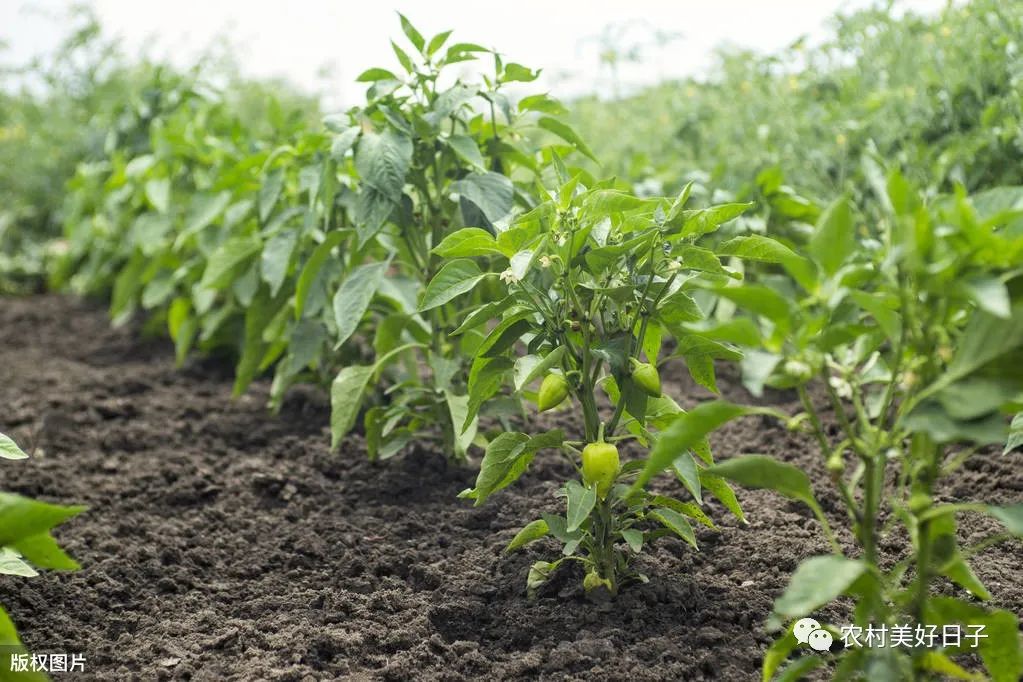 种植椒树常见问题_椒子栽培技术_地椒种植技术