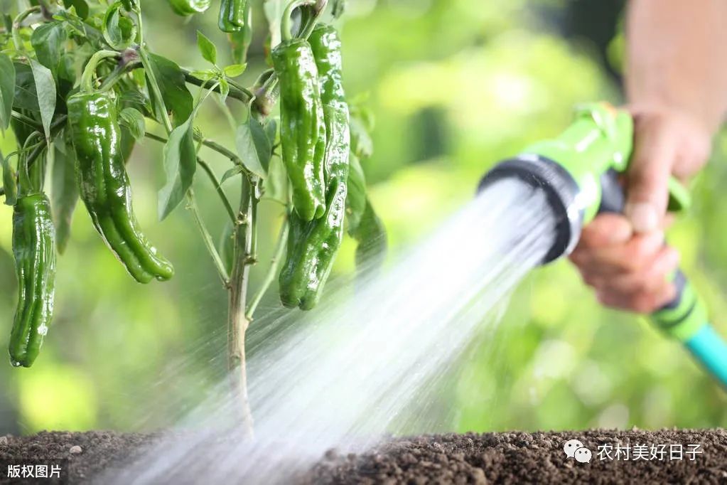 地椒种植技术_种植椒树常见问题_椒子栽培技术