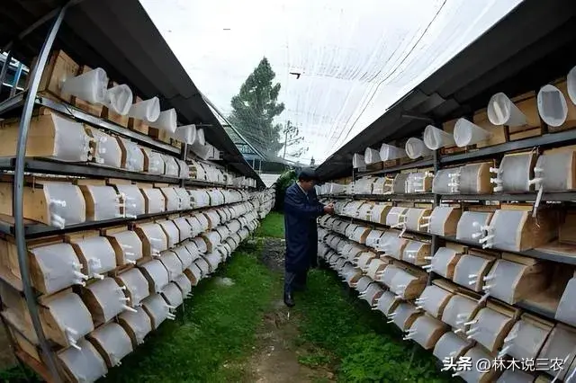 致富养殖类项目介绍_养殖类致富的项目_致富养殖类项目有哪些