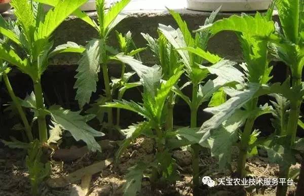 金针菇栽培技术培训视频_金针菇栽培种植技术_金针菇种植技术视频教程