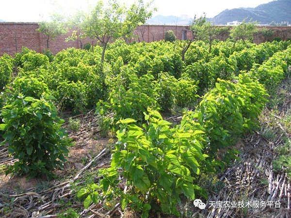 金针菇种植技术视频教程_金针菇栽培技术培训视频_金针菇栽培种植技术