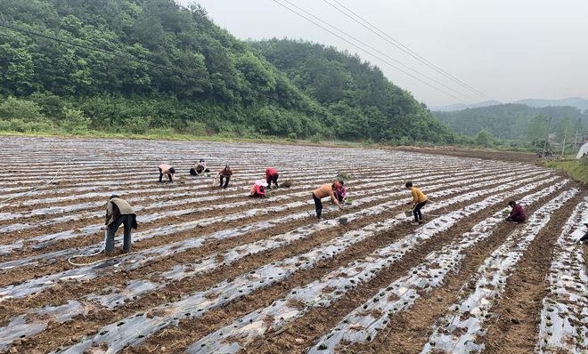 辣椒移栽正当时 种出村民致富“椒”