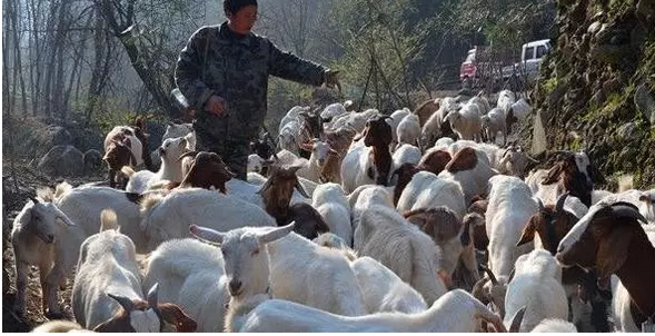 野外养殖致富模式_致富经特种野猪养殖视频_致富养殖项目