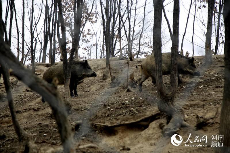 野外养殖致富模式_致富经特种野猪养殖视频_野外自然养殖