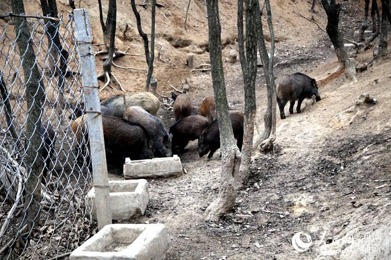 致富经特种野猪养殖视频_野外养殖致富模式_野外自然养殖