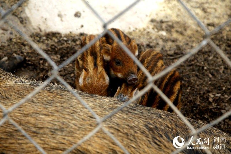 致富经特种野猪养殖视频_野外自然养殖_野外养殖致富模式