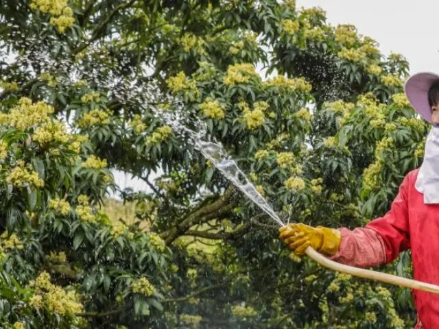 种植荔枝致富例子_荔枝致富经_种植荔枝赚钱吗