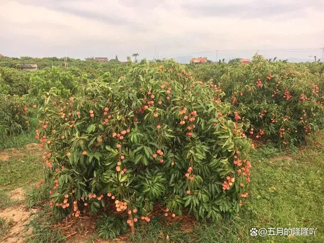 种植荔枝致富例子_荔枝致富经_种植荔枝赚钱吗