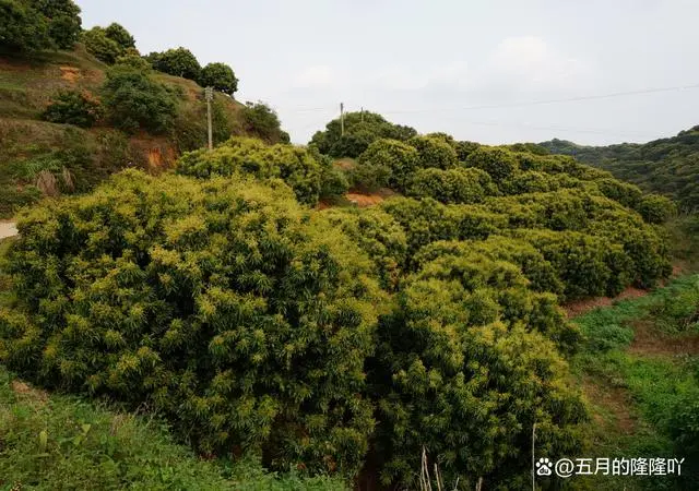 荔枝致富经_种植荔枝致富例子_种植荔枝赚钱吗