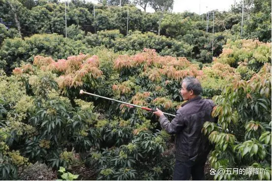 种植荔枝赚钱吗_种植荔枝致富例子_荔枝致富经