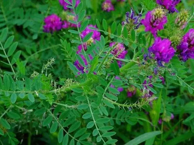 丹参栽培技术_丹叁种植技术_种植丹参的技术及效益