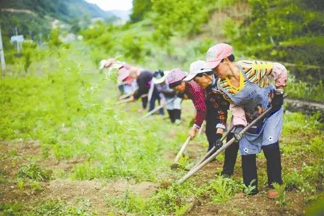 丹参栽培技术_丹叁种植技术_种植丹参的技术及效益