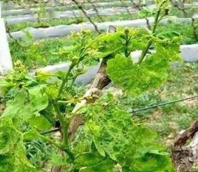 葡萄玫瑰香种植技术_玫瑰香葡萄种植技术视视频_玫瑰香葡萄怎么种