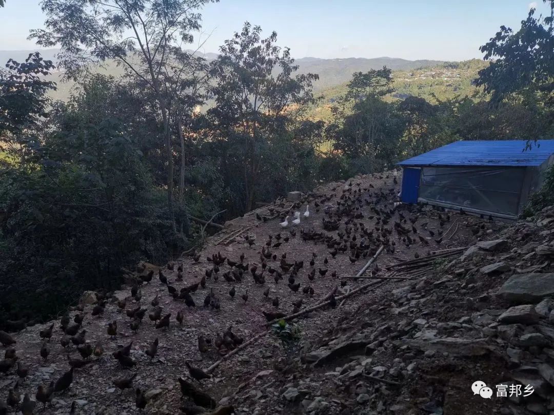 澜沧富邦：返乡青年山坡林地养土鸡  走出一条林下养殖生态致富路