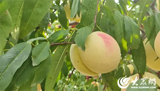 种植块菌致富_块菌栽培_致富经菌菇种植