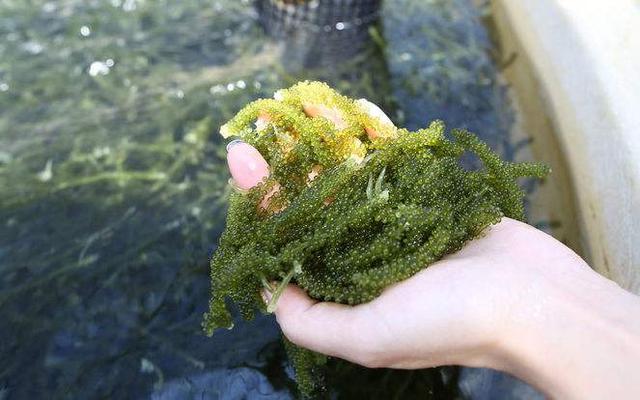 海葡萄要怎么种？海葡萄的种植技术