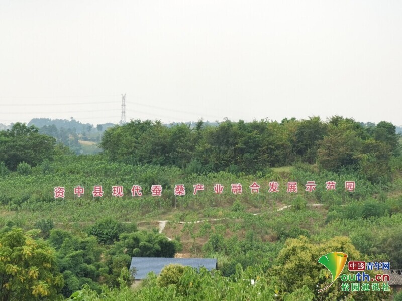 共建蚕桑产业 助力乡村振兴