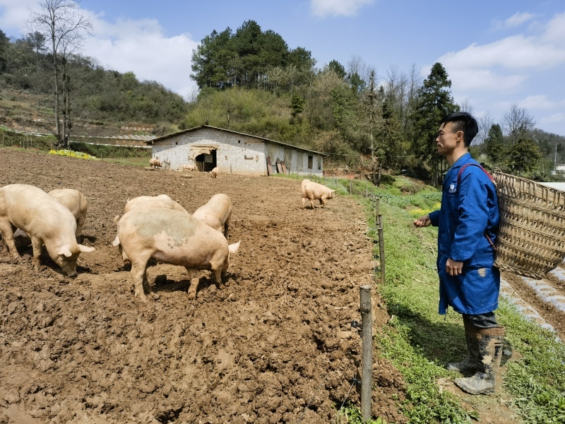 致富养牛创业视频_镇牛羊养殖致富_农村致富养牛