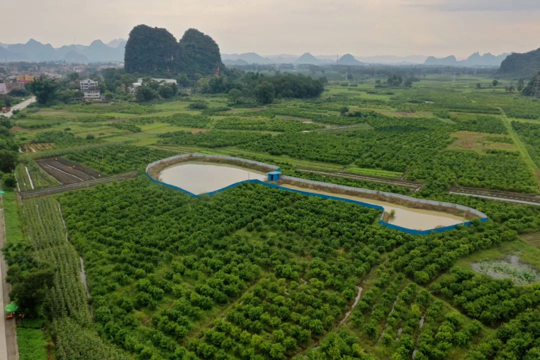 种植韭菜苔的市场效益_韭菜苔种子多少钱一斤_种植韭菜苔致富