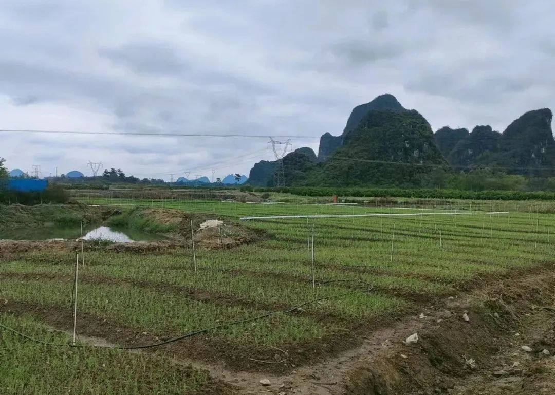 种植韭菜苔的市场效益_种植韭菜苔致富_韭菜苔种子多少钱一斤