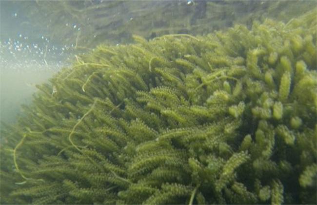 养殖海葡萄都有哪些风险_致富养殖葡萄海报图片_海葡萄养殖致富