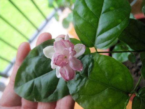 茉莉花为什么会开紫色花朵？茉莉开紫花怎么办？