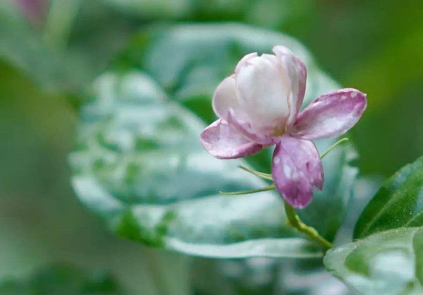 茉莉花为什么会开紫色花朵？茉莉开紫花怎么办？