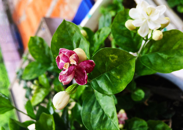 茉莉花为什么会开紫色花朵？茉莉开紫花怎么办？