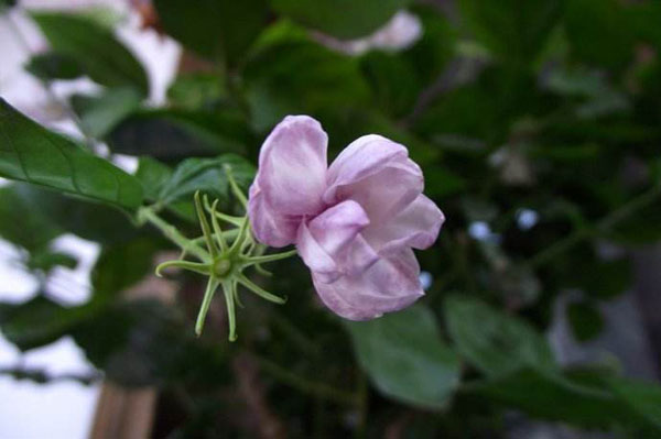 茉莉花为什么会开紫色花朵？茉莉开紫花怎么办？