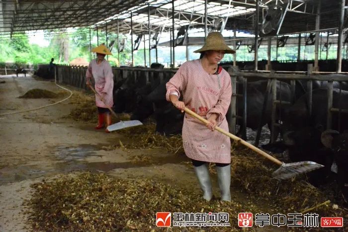 致富养殖水牛怎么样_水牛养殖致富_养水牛致富经