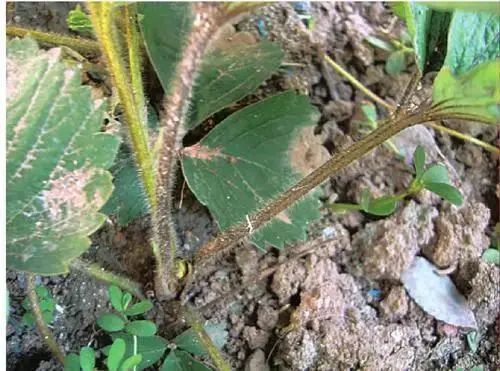 青椒几月份种植技术_青椒什么时候种合适_青椒种植时间和收获时间