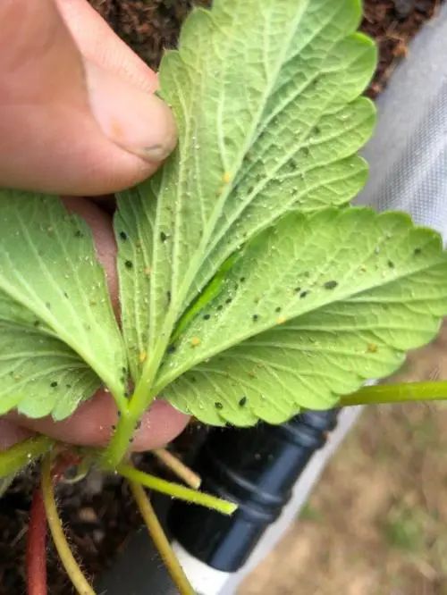 青椒种植时间和收获时间_青椒几月份种植技术_青椒什么时候种合适