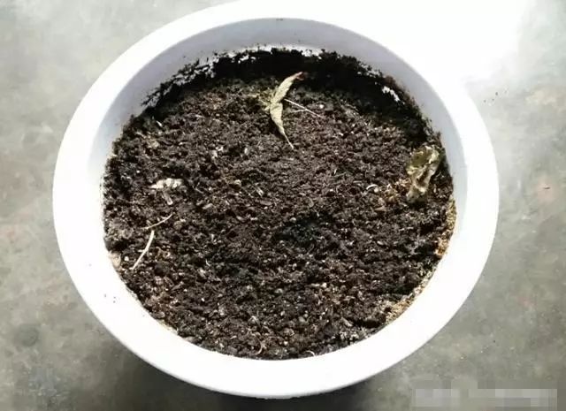 叶用枸杞种植_枸杞子种植技术视频_枸杞叶种子种植致富视频