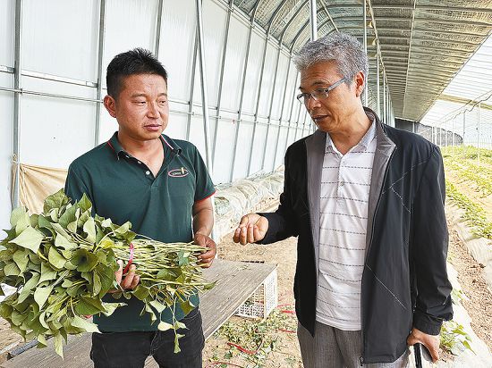 土豆致富带头人_土豆高产技术_致富经怎样让土豆高产