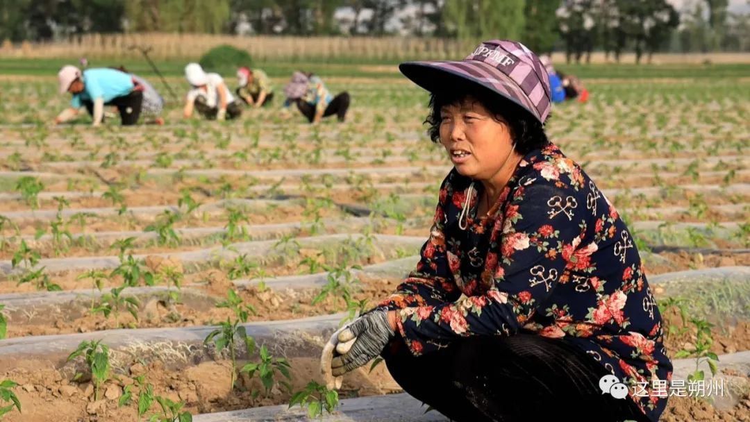 青椒几月份种植技术_青椒什么时候种合适_种青椒的季节