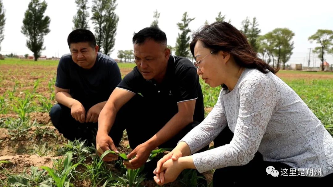 种青椒的季节_青椒几月份种植技术_青椒什么时候种合适