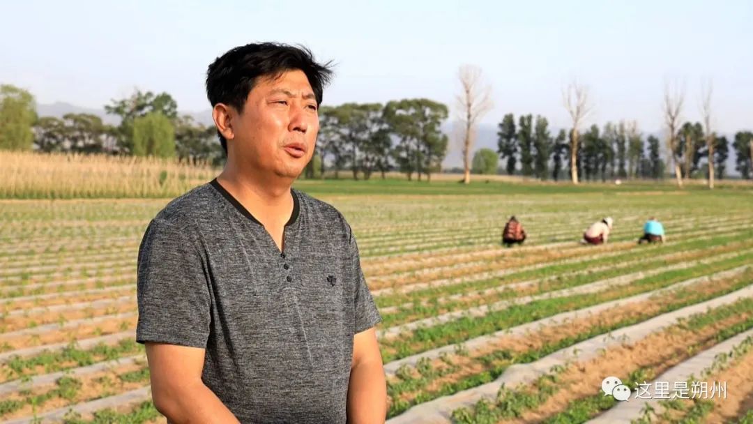 青椒几月份种植技术_种青椒的季节_青椒什么时候种合适