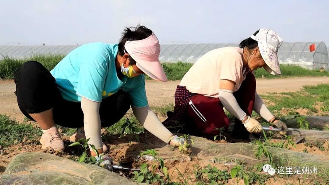 青椒几月份种植技术_青椒什么时候种合适_种青椒的季节