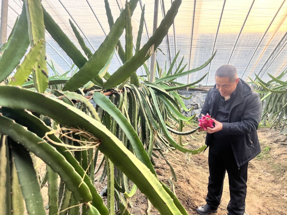 北方种植什么水果最赚钱_适合北方水果种植的品种有哪些_北方水果种植致富