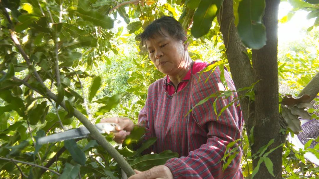 致富坚果种植项目介绍_坚果种植效益_坚果种植致富项目