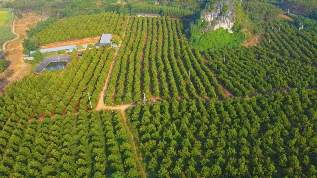 坚果种植效益_坚果种植致富项目_致富坚果种植项目介绍