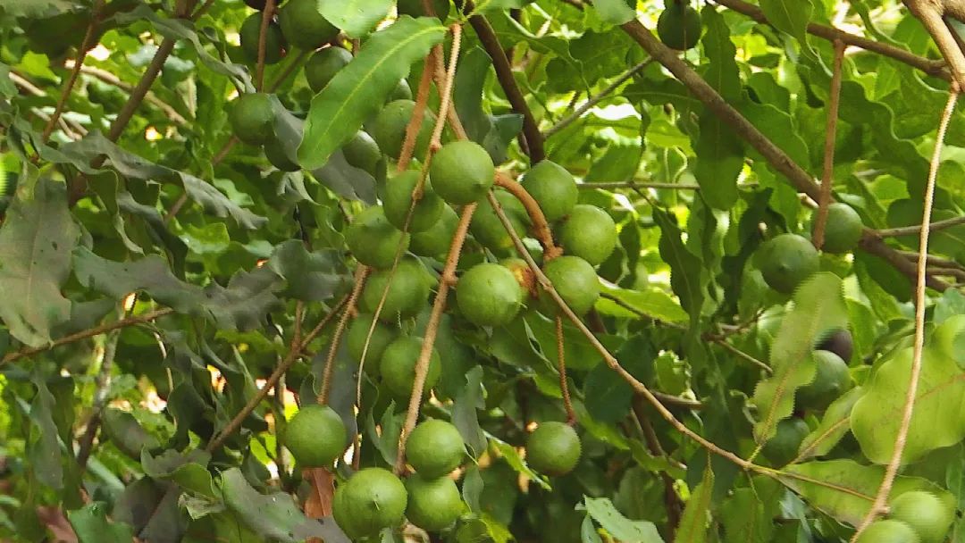 坚果种植致富项目_坚果种植效益_致富坚果种植项目介绍