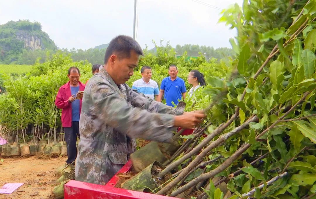 坚果种植致富项目_致富坚果种植项目介绍_坚果种植效益