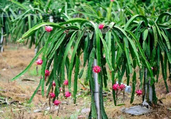 「火龙果的种植方法」轻松掌握，健康种植无烦恼！