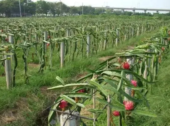 龙丰果树苗_果树龙丰_龙丰果的种植技术