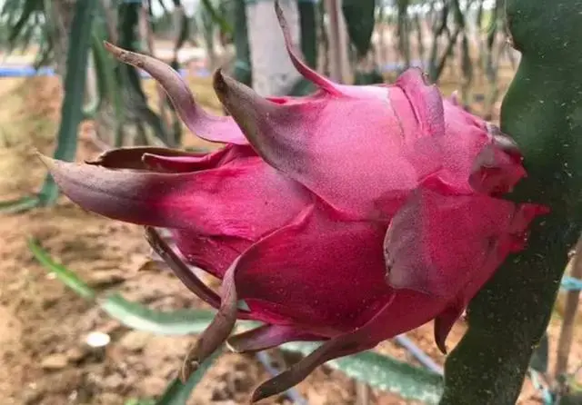 龙丰果的种植技术_龙丰果树苗_果树龙丰