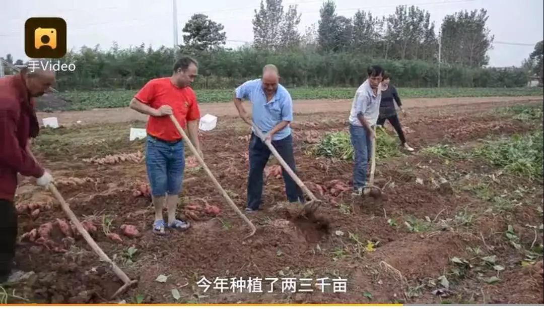 致富红薯种植视频_种红薯致富经_种植红薯致富