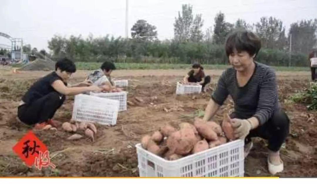 种红薯致富经_致富红薯种植视频_种植红薯致富