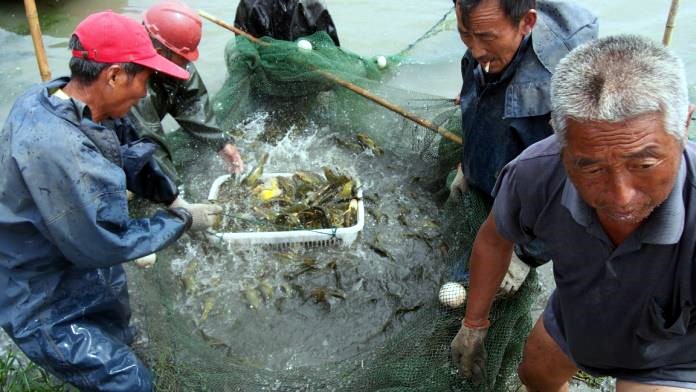 致富经养鱼一年多赚1000万_致富养鱼视频_养殖鱼致富